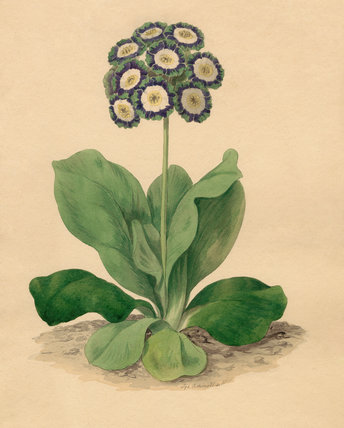 Oswald : Airs for the seasons - Auricula : illustration